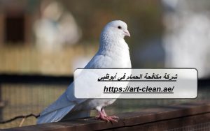 شركة مكافحة الحمام في أبوظبي