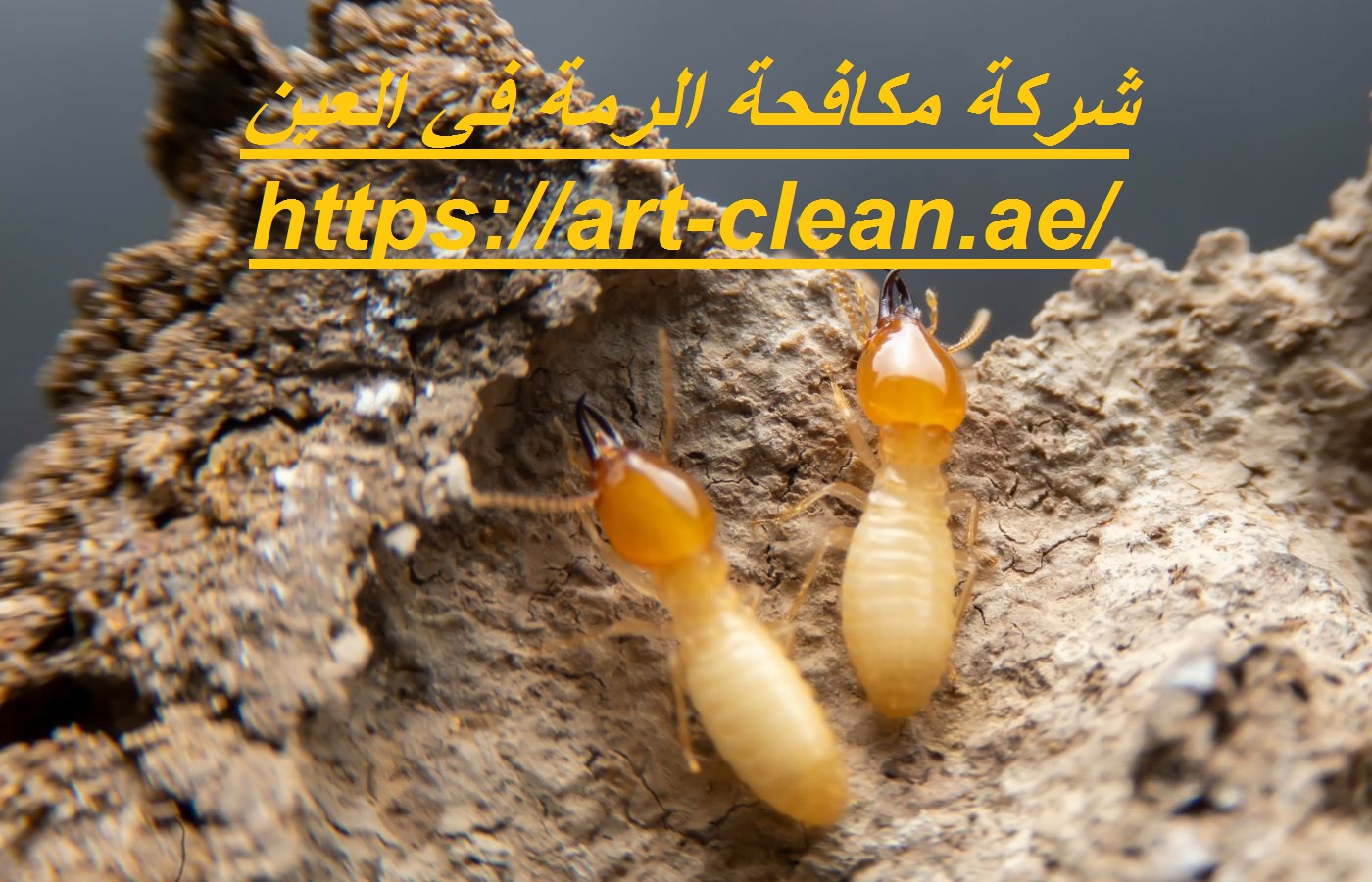 شركة مكافحة الرمة في العين